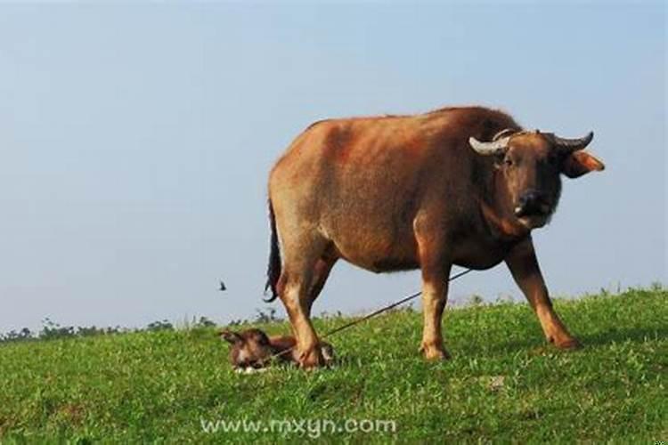 做梦梦到牛明年就是牛年(梦见牛干活累死了)