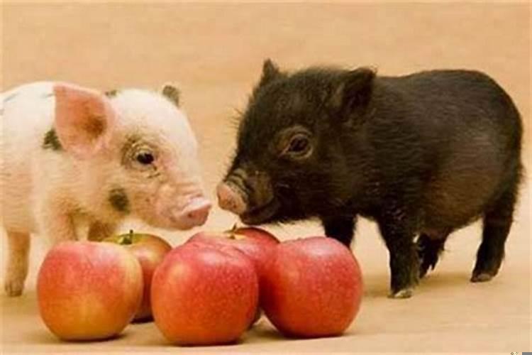 属猪与鸡婚配最佳属相，属猪的结婚忌什么生肖婚配最好