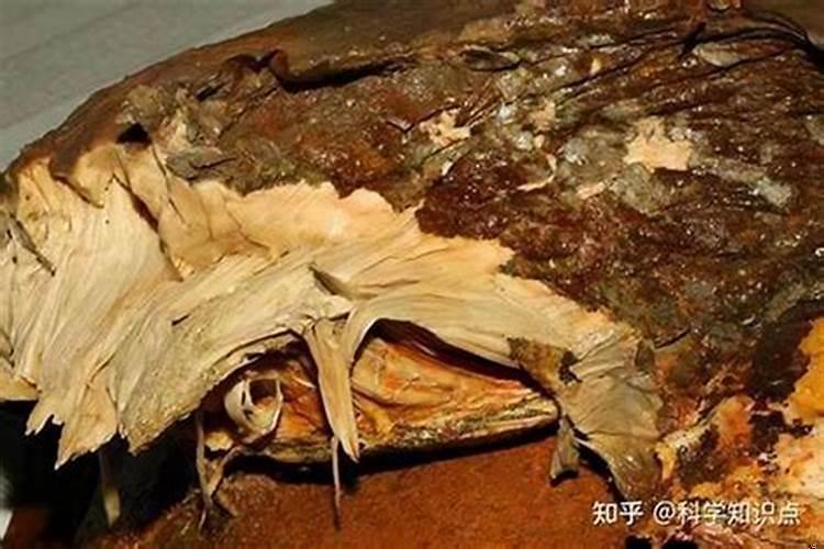 所谓的太岁指的是什么？太岁究竟是个什么东西