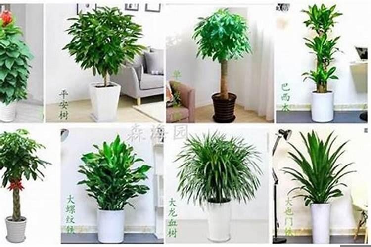 适宜摆放在办公室的植物有哪些种类
