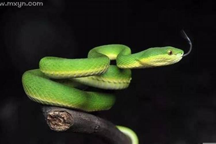 梦到蛇咬自己是什么征兆女性学生？做梦梦到蛇咬我是什么意思周公解梦