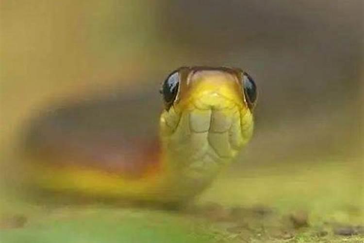 生肖蛇就是这么高冷？2013年属蛇是什么命五行