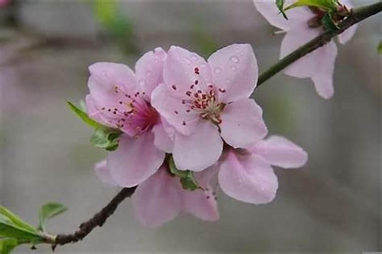 最近有桃花运(算最近有没有桃花运)