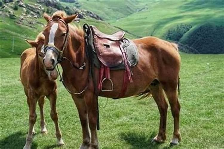 属马的人有多少情人呢？属马的命中情人