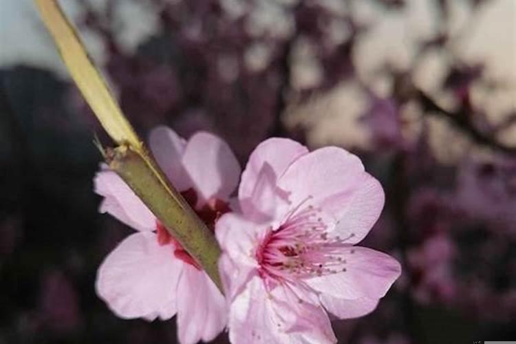 43岁二婚女的悔悟（四两二钱男命有孩子吗）