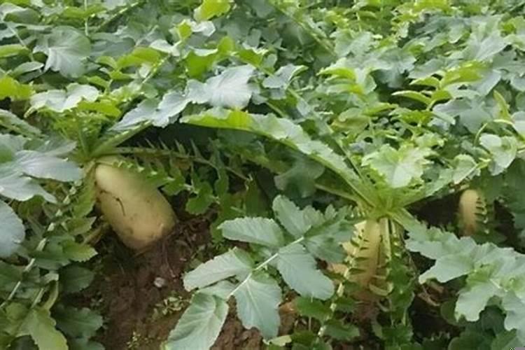 小人参和人参的区别（俗称小人参的是什么草本植物）