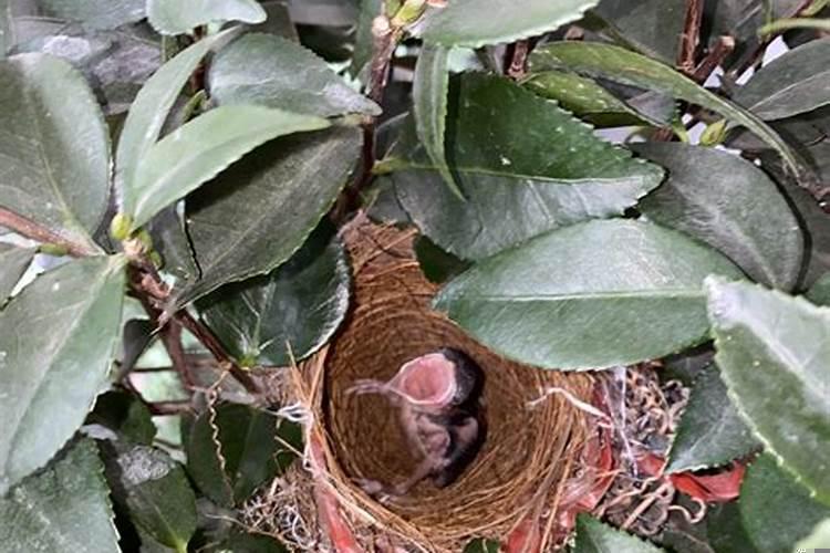 领导办公室风水摆设与布局