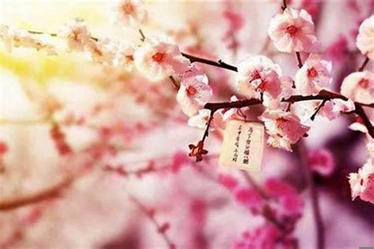 增加桃花运的风水（属猪的命中注定桃花）