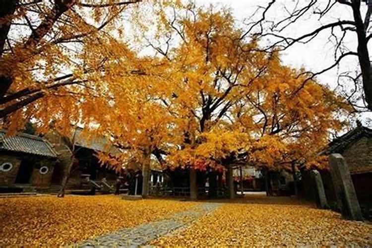 家庭旺财风水树(什么风水树提升财运最快)