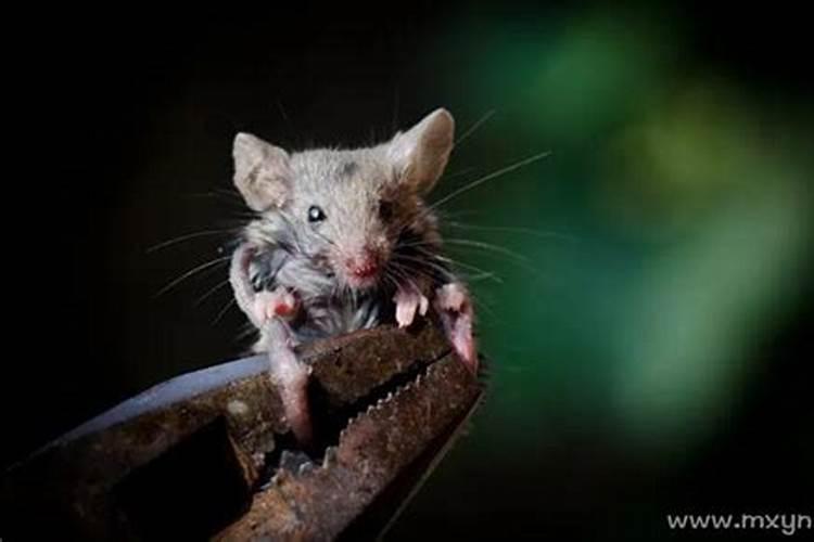 梦见被老鼠咬脚是什么意思？梦见老鼠爬到我脚上什么意思啊