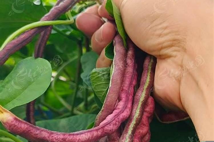 梦见豆角架上全是豆角,梦见长豆角是什么意思周公解梦