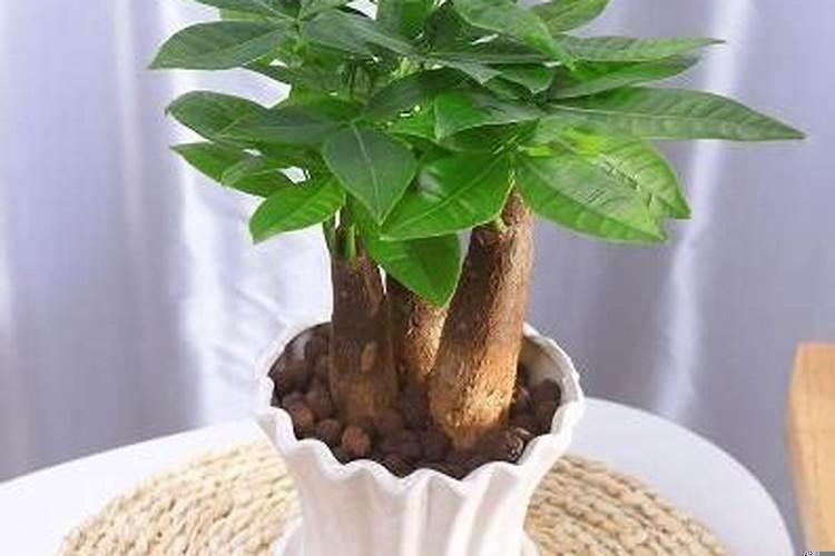 室内养什么植物最好旺财