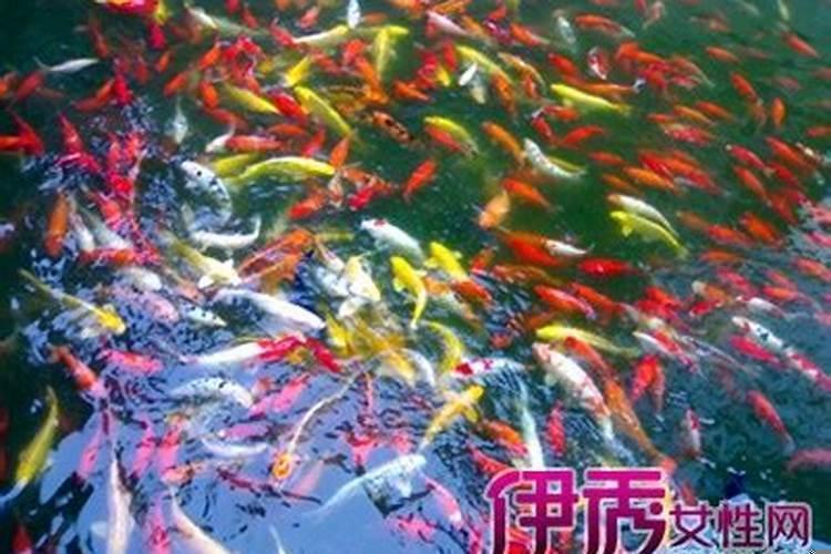 梦见好多鱼游来游去？女人梦见红鱼是什么意思