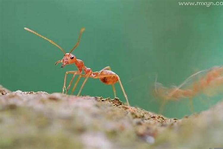 梦到被好多蚂蚁追自己？梦到很多的鸟是怎么回事