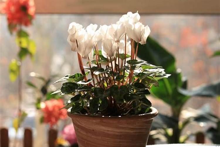 室内养什么植物最好旺财