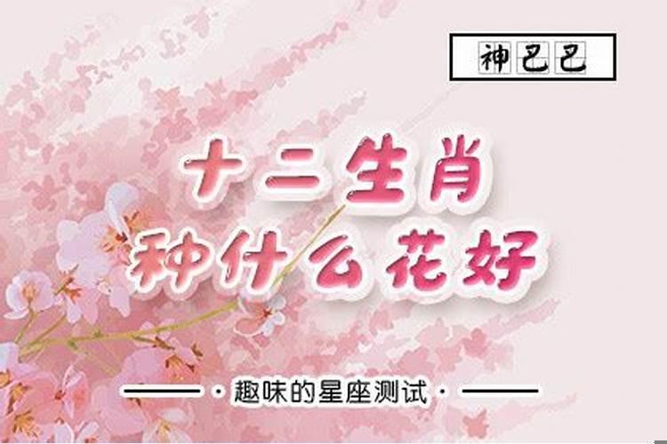 十二生肖什么植物最旺财？属鼠的人可以养铜钱草吗