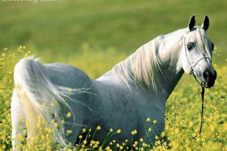 梦见很多白马是什么意思？白天睡觉梦见马是什么意思