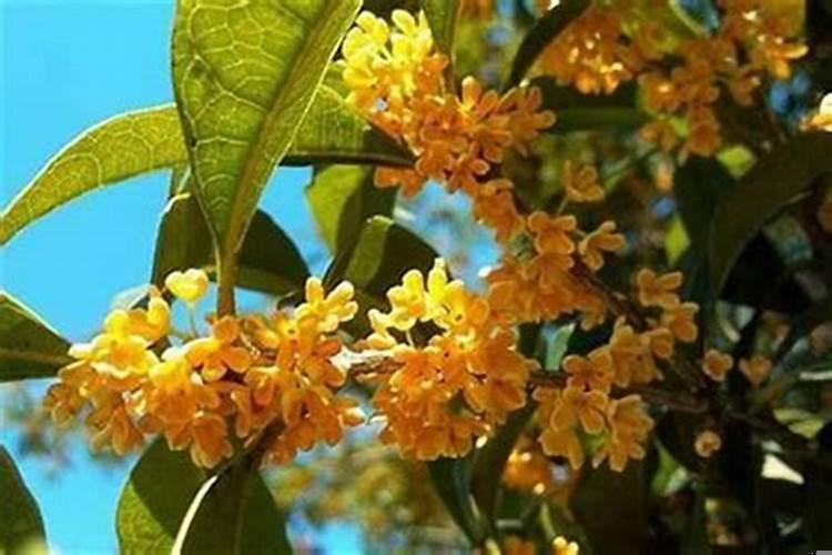 屋门前栽桂花树按风水说好吗