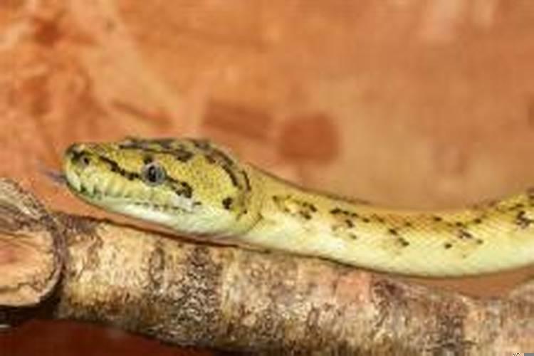 做梦医生说得了多种病？梦见叔叔病了是什么