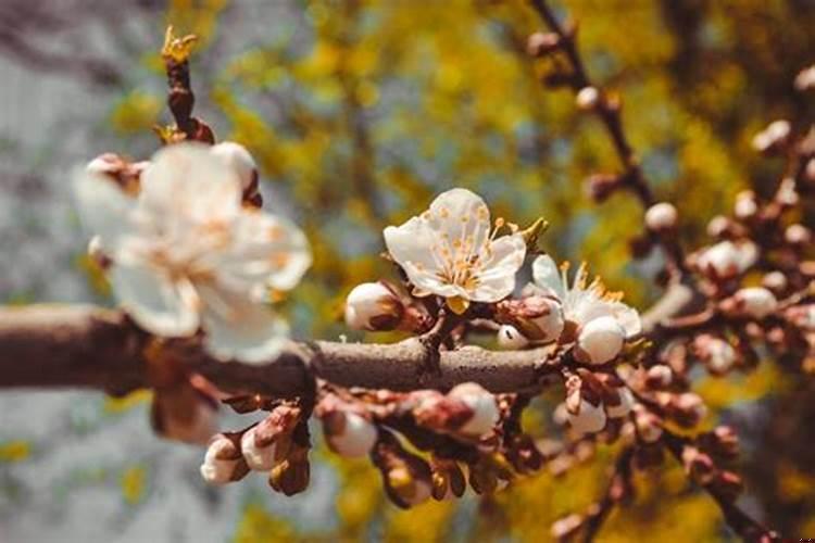 11月桃花运最好的生肖（本命年本命月本命日结婚的人好吗）