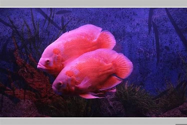 梦见好多鱼游来游去？女人梦见红鱼是什么意思