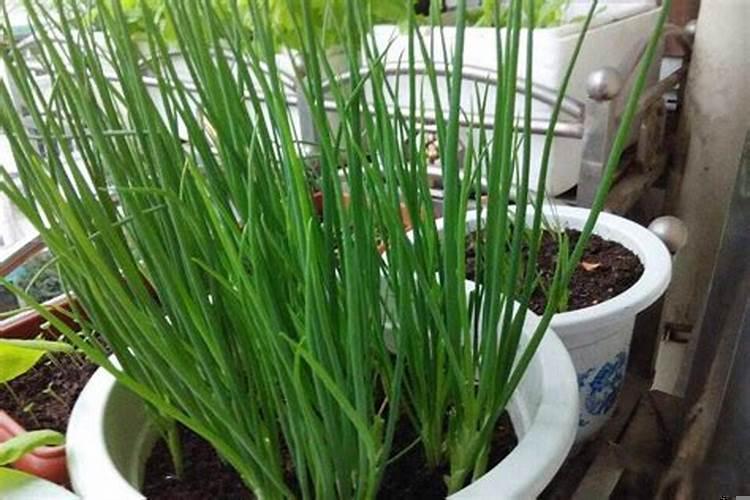 阳台上种葱好不好