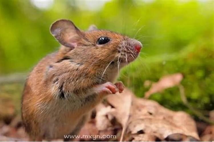 梦见被老鼠咬脚是什么意思？梦见老鼠爬到我脚上什么意思啊