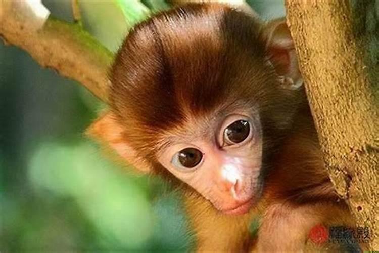 属猴与哪个属相最合财?生肖狗适合做什么生意