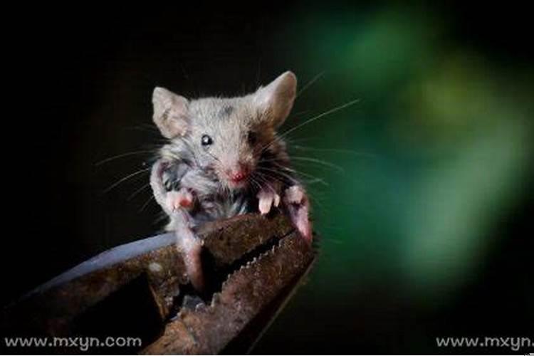 梦见被老鼠咬脚是什么意思？梦见老鼠爬到我脚上什么意思啊