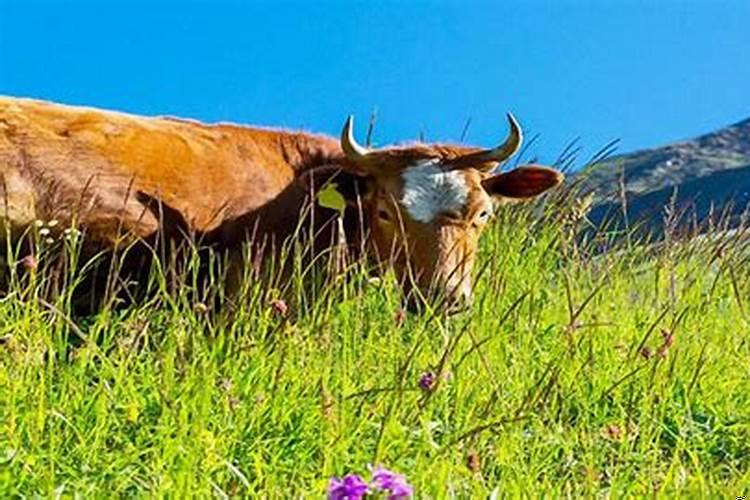 牛和兔合不合属牛和属兔在一起好吗