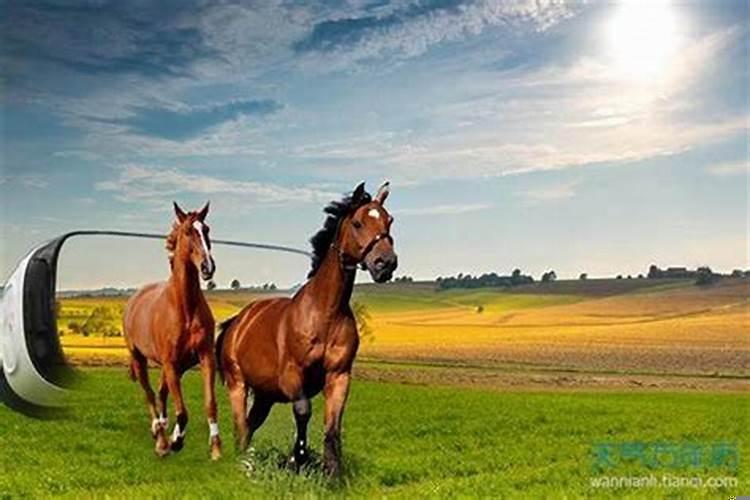 属马的几日出生有福气？属马哪个时辰最好命