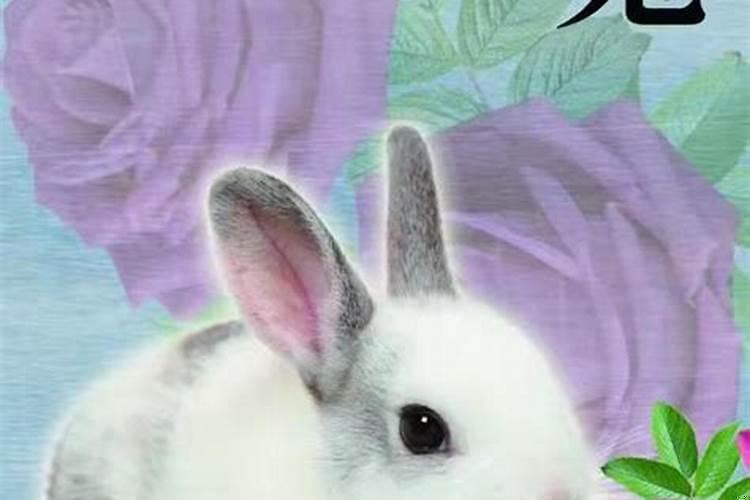 属兔人几点出生的最好命?属兔的人几点出生好