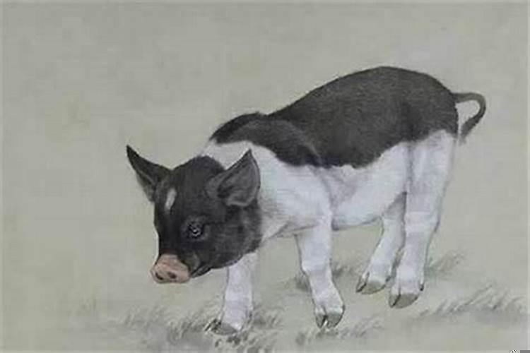 1983年属猪女人的一生(83年猪女几月生最好)