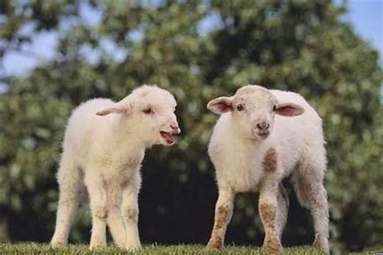 羊和鼠的属相适合做夫妻吗？属鼠和属羊的适合做夫妻吗好不好