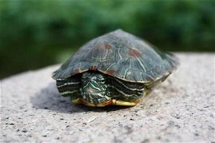 梦到大乌龟是什么寓意呢？梦见好多好大的乌龟是什么意思