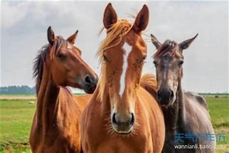女性属马最佳配偶生肖,属马女人注定的丈夫是谁