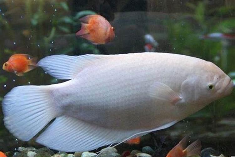 养什么颜色的鱼招财运