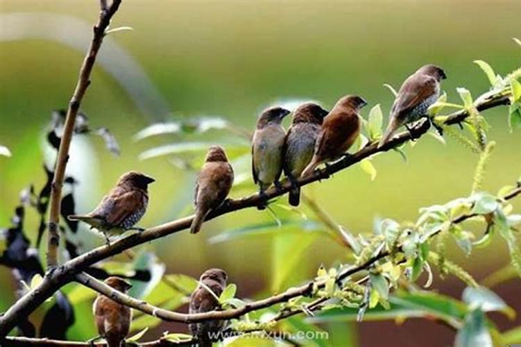 人是清醒的但是还在做梦,梦见很多鸟 意味着什么呢?