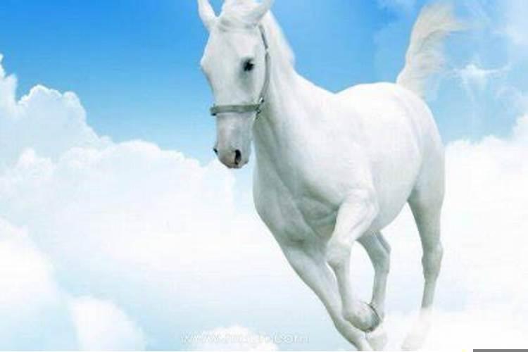 梦见很多白马是什么意思？白天睡觉梦见马是什么意思