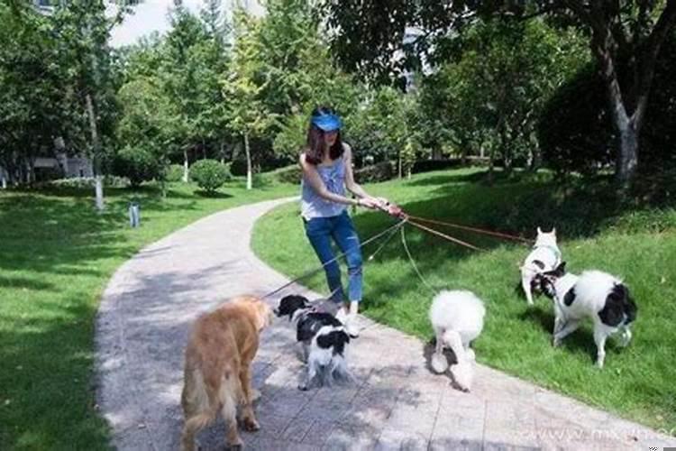 梦见家里来狗什么意思？梦见家里的狗是什么意思啊