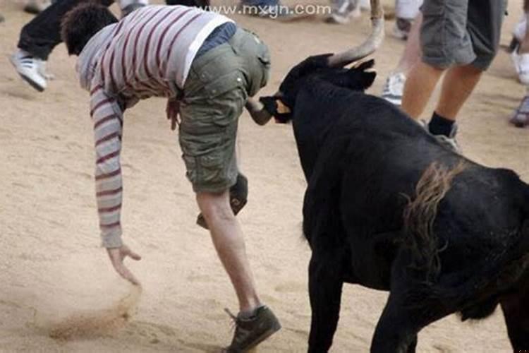 梦见被牛追是什么寓意？做梦梦到牛追人