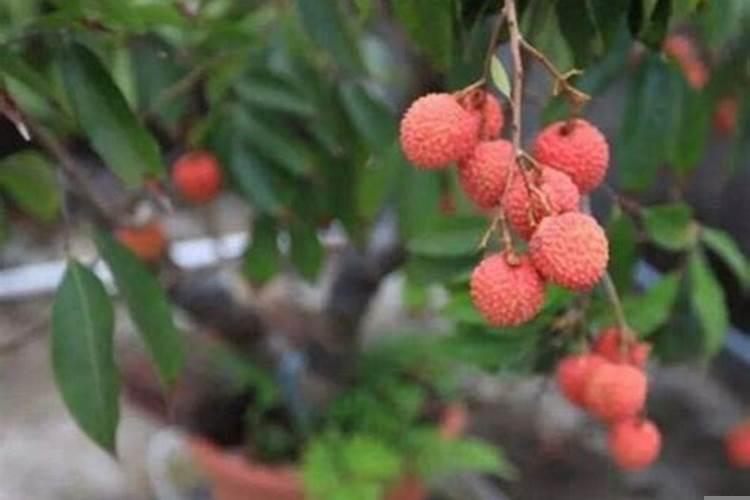 乔迁要准备什么水果？搬家不能送什么水果