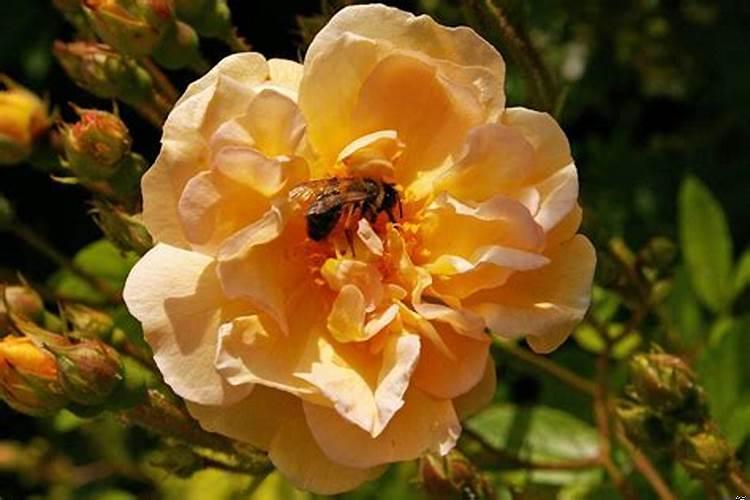 最有富婆命的星座女，女人戴什么招人缘