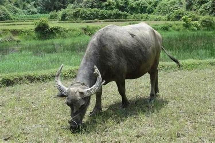 梦见水牛来我家(做梦梦见牛是什么预兆)