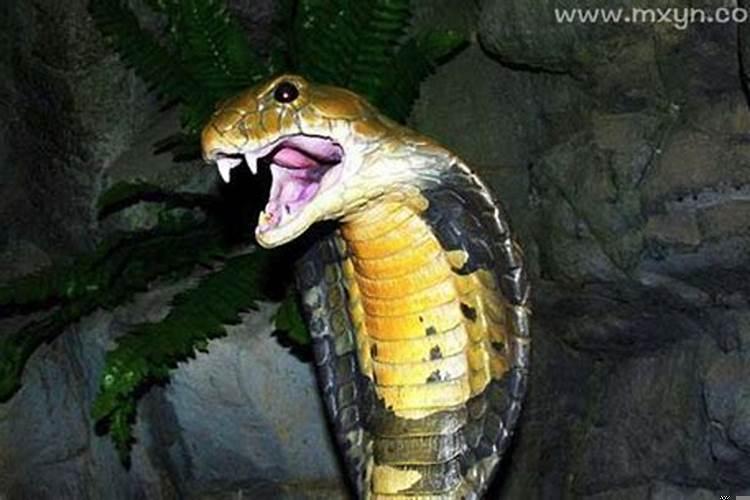 做了个噩梦被吓醒了周公解梦（梦见被蛇咬了手是什么意思）