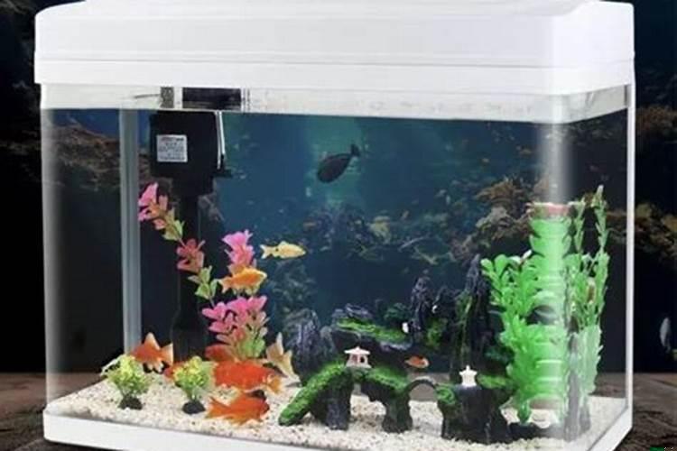 鱼缸内养多少鱼合适