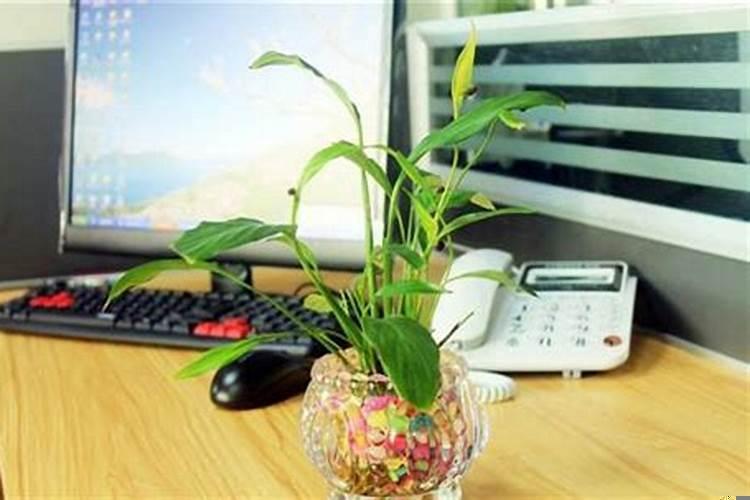 办公桌摆放什么花最好