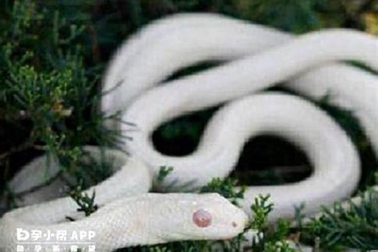 梦见蛇是因为怀孕吗？梦到蛇是不是怀孕的预兆解梦