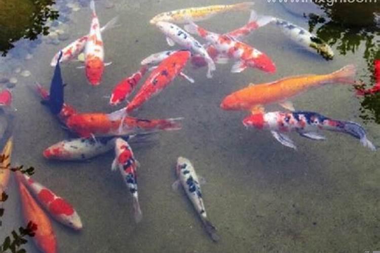 女人梦见鱼和水是什么意思？孕妇梦见大水是胎梦