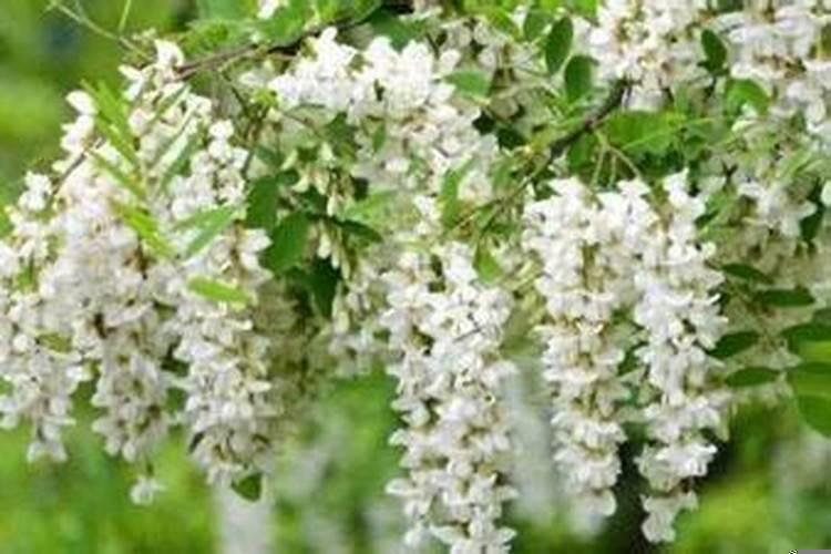 农历七月初六结婚好吗？农历七月七结婚是好日子吗